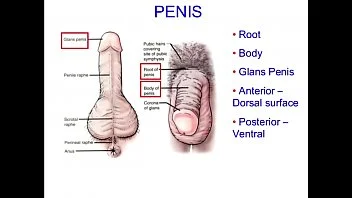 masturbation,stimulation,technique,scrotum,jamway-hospital,adrian-dane-kenny-m-d,dr-kenny,scrotal-play